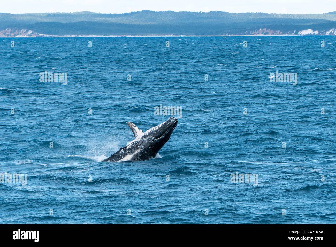 Buckelwal in der Nähe von Hervey Bay, Australien Stockfoto