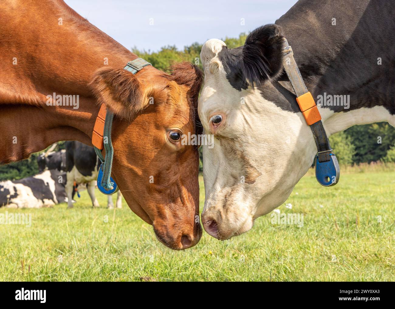 2 Kühe reiben Köpfe, lieben und verspielt, kuscheln oder kämpfen oder paaren, zusammen auf einem grünen Feld und einem blauen Himmel Stockfoto