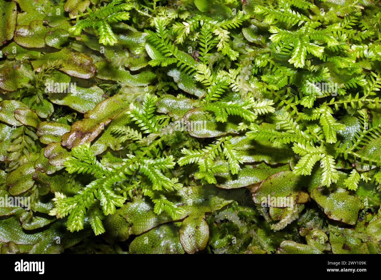 Selaginella kraussiana (afrikanisches Clubmoos) kann in schattigen Bereichen dichte Matten bilden. Sie kommt natürlich in Teilen Afrikas südlich der Sahara und Makaronesien vor. Stockfoto