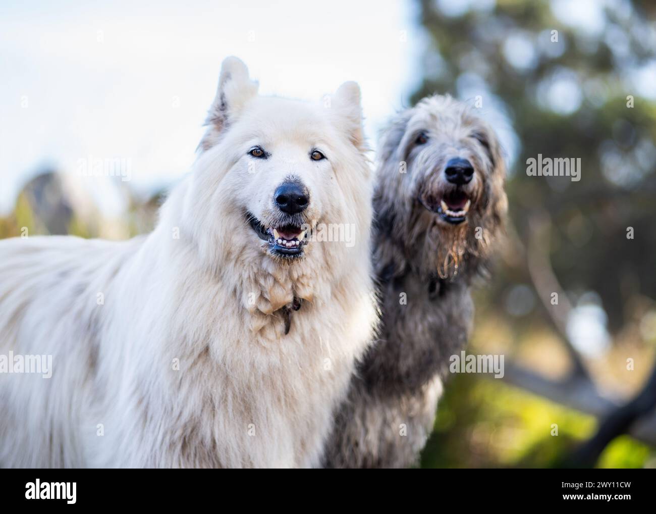Eine Nahaufnahme eines Samoiden und eines Schotten in einem Park Stockfoto