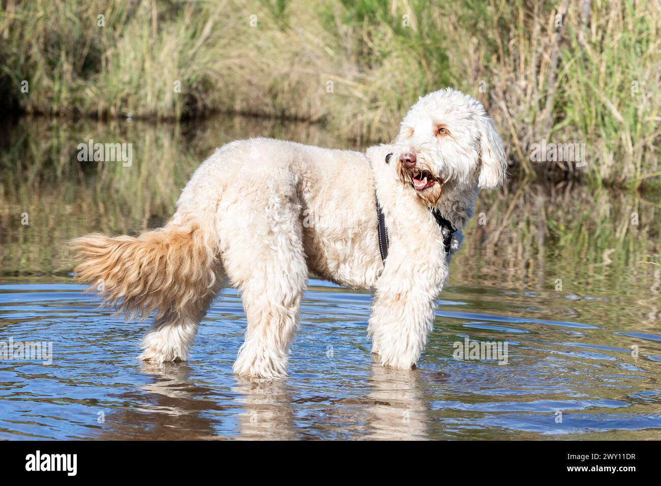 Ein weißes Labradoodle, das im Wasser steht Stockfoto