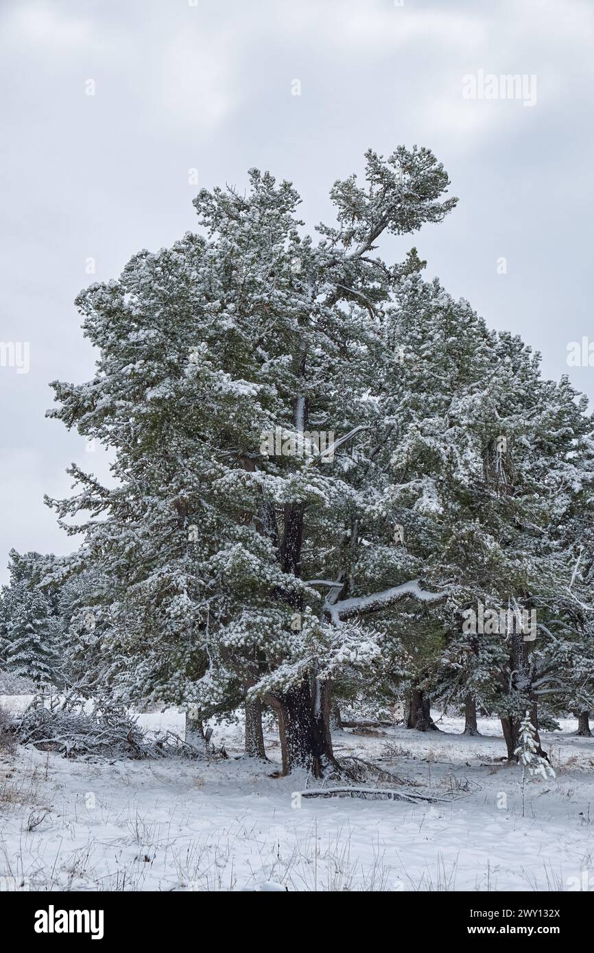 Altai Landschaft mit BergZedernwald am Seminsky Gebirgspass. Bäume sind von Schnee bedeckt. Stockfoto