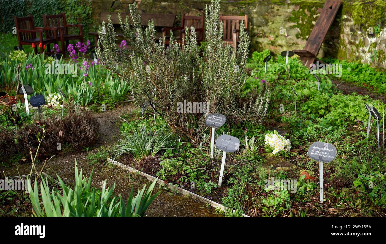 Ein Kräutergarten mit Brettern, auf denen der silberne Mantel der Lady, der Mantel der Lady und der Gravelroot steht. Stockfoto