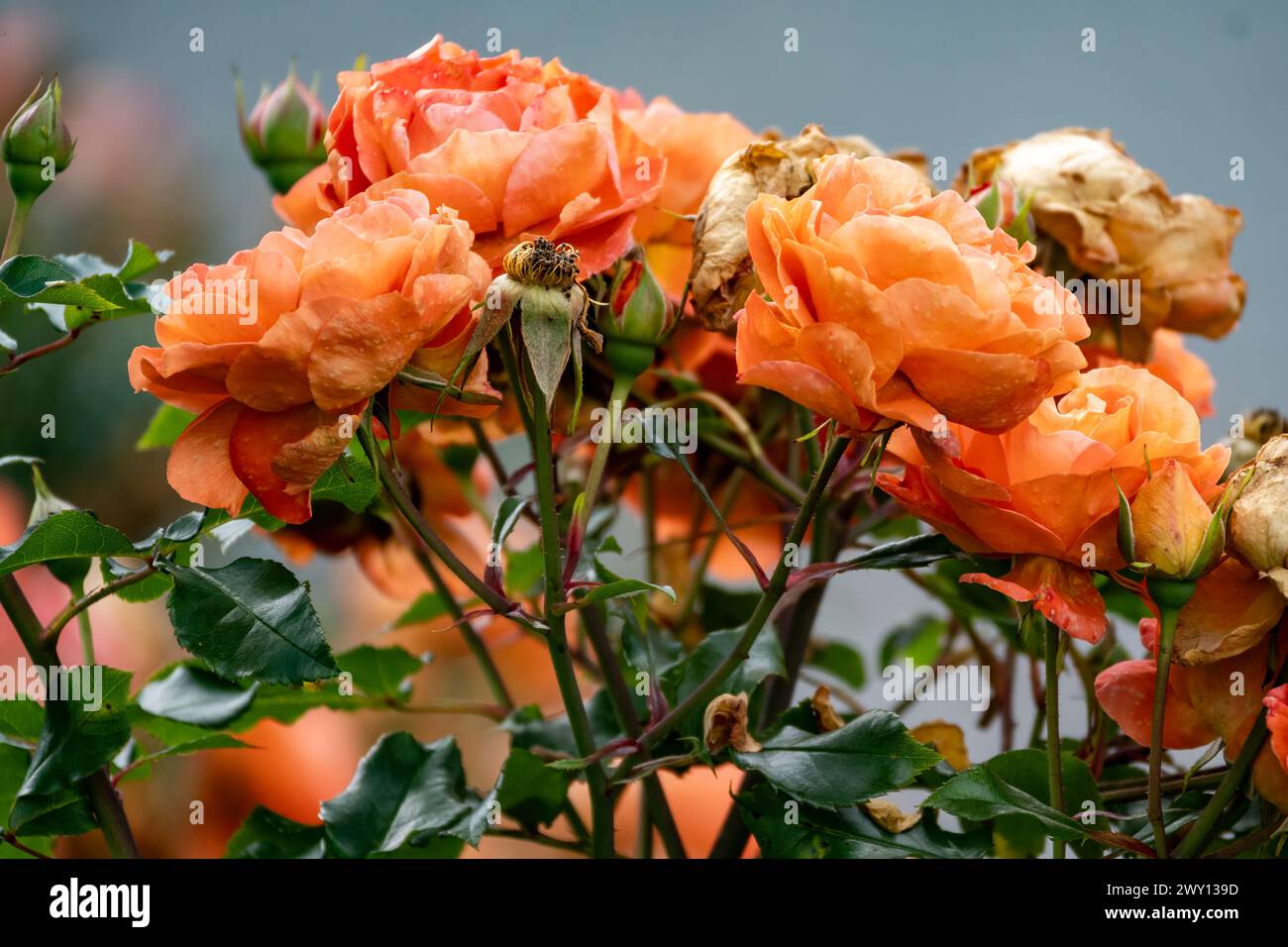 Orangen-Rosenblüten im Garten Stockfoto