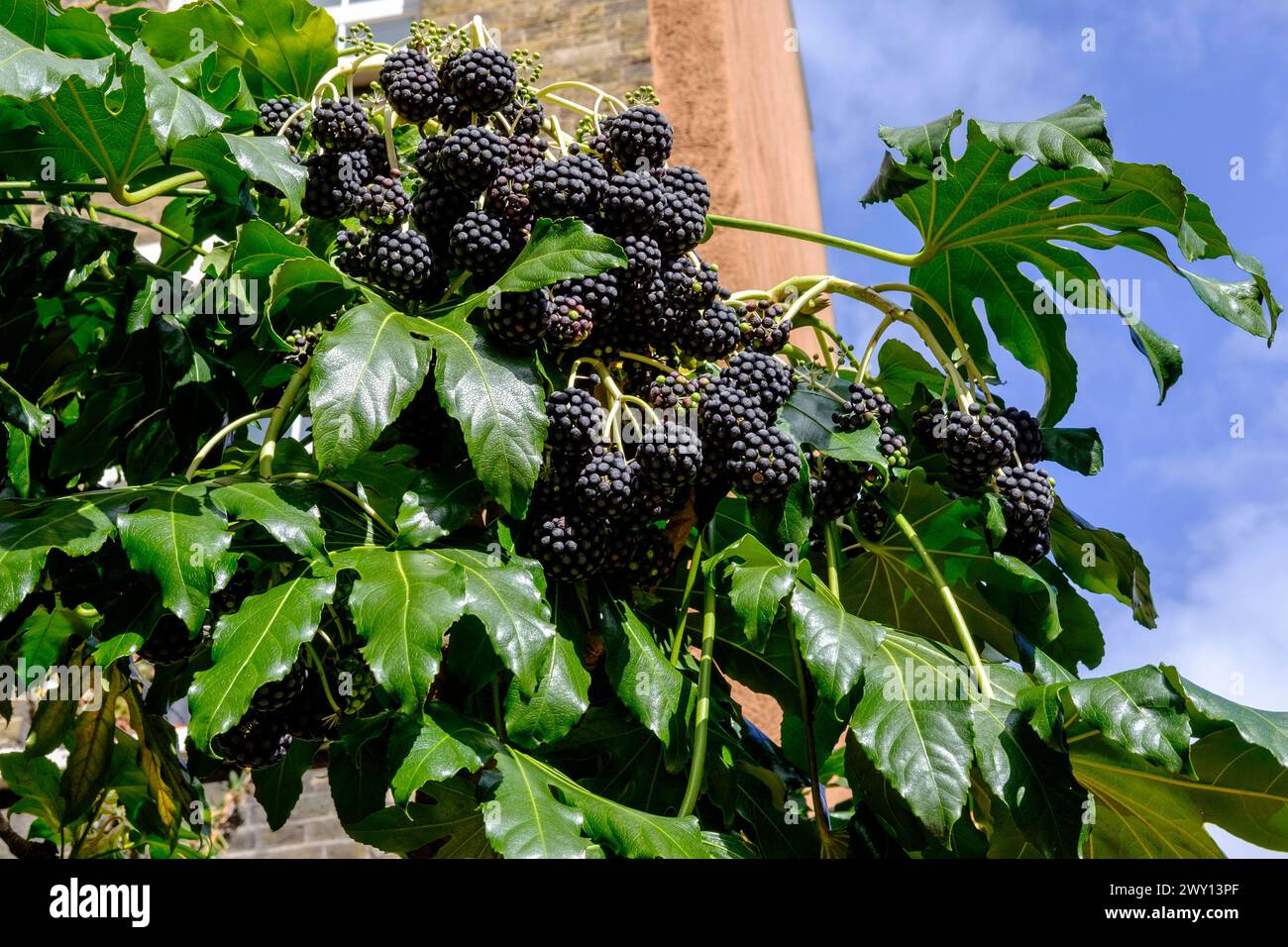 Große Früchte der japanischen Aralia (Fatsia japonica), die im städtischen Garten in London, Großbritannien, angebaut werden Stockfoto