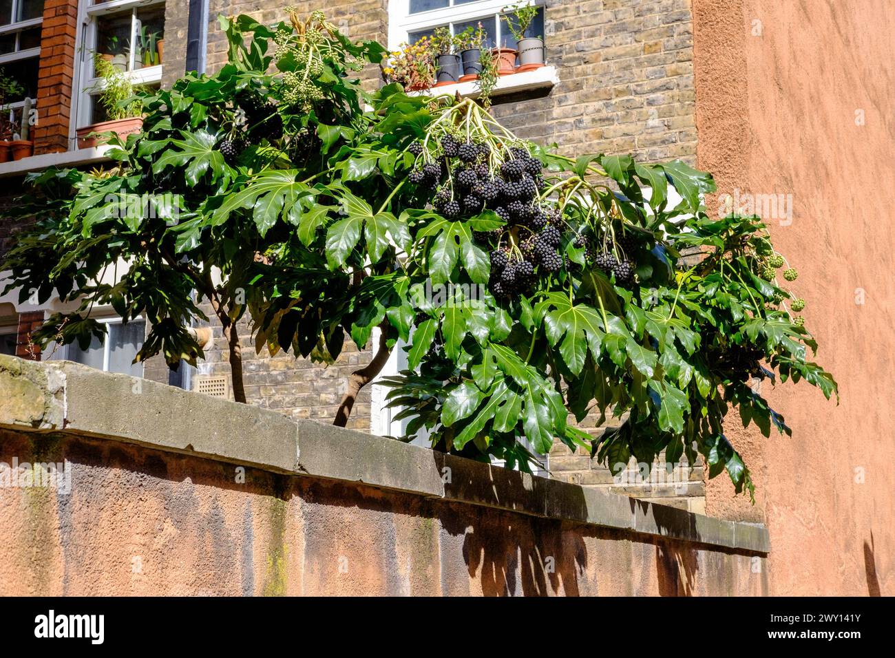 Große Früchte der japanischen Aralia (Fatsia japonica), die im städtischen Garten in London, Großbritannien, angebaut werden Stockfoto