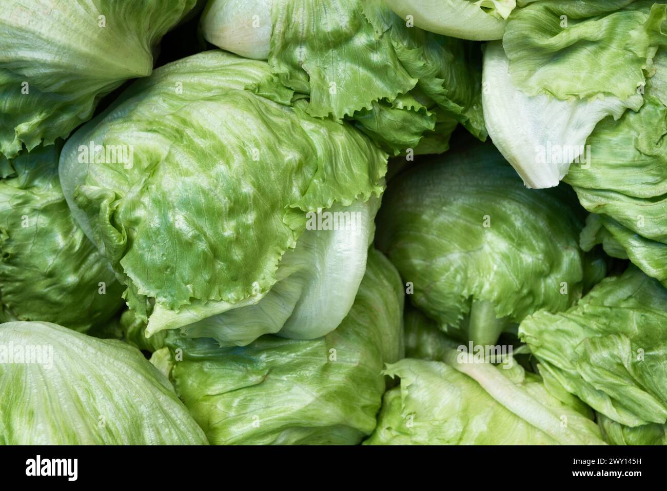 Eisbergsalat oder Crisphead-Salat Stockfoto