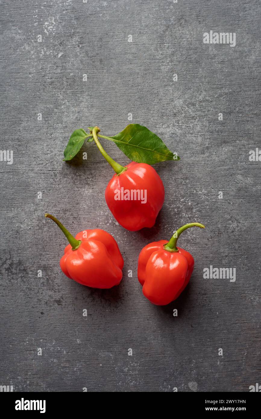 Drei rote Habanero-Chili-Paprika auf schwarzer, strukturierter Oberfläche, Paprika Chinense, heißeste Gewürze mit zerknitterter oder genoppter Haut, intensiver Würze Stockfoto