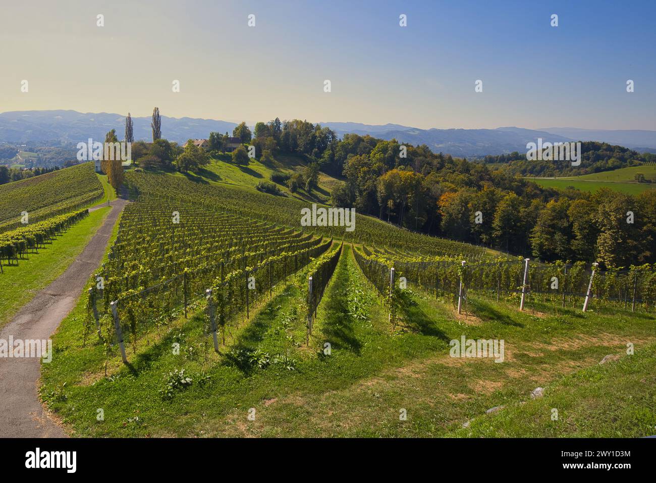 Weinberge in der Südsteiermark in Österreich. Stockfoto