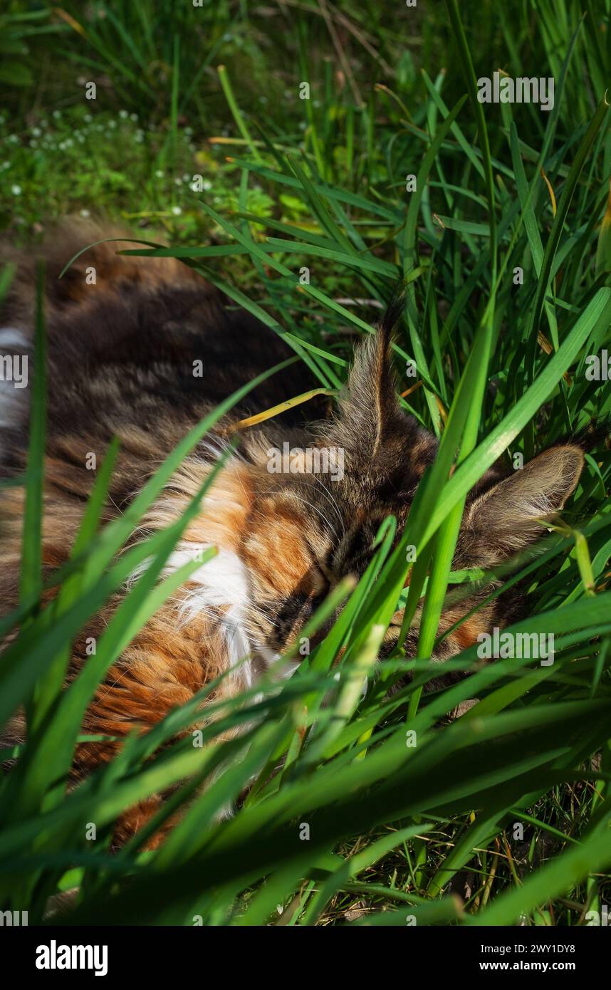 Ein Schildpatt-Tabby mit weißer Katze (Maine Coon), die im Gras schläft (vertikal) Stockfoto