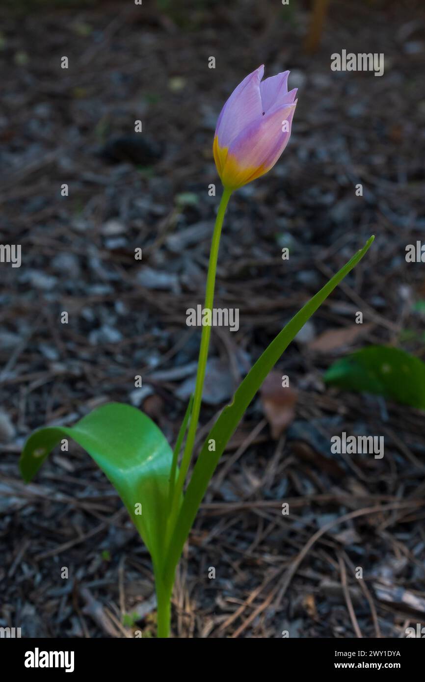 Eine kretische Tulpe (Tulipa saxatilis) mit ihren zarten Flieder- und Gelbtönen (vertikal) Stockfoto