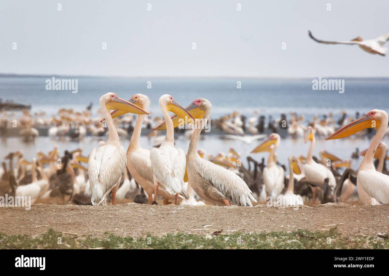Pinkfarbene Pelikane mit Küken am Ufer des Manich-Gudilo-Sees in Kalmykia, Russland Stockfoto