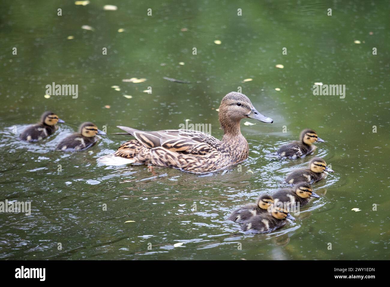 Mutter Ente mit ihren Enten aus nächster Nähe Stockfoto