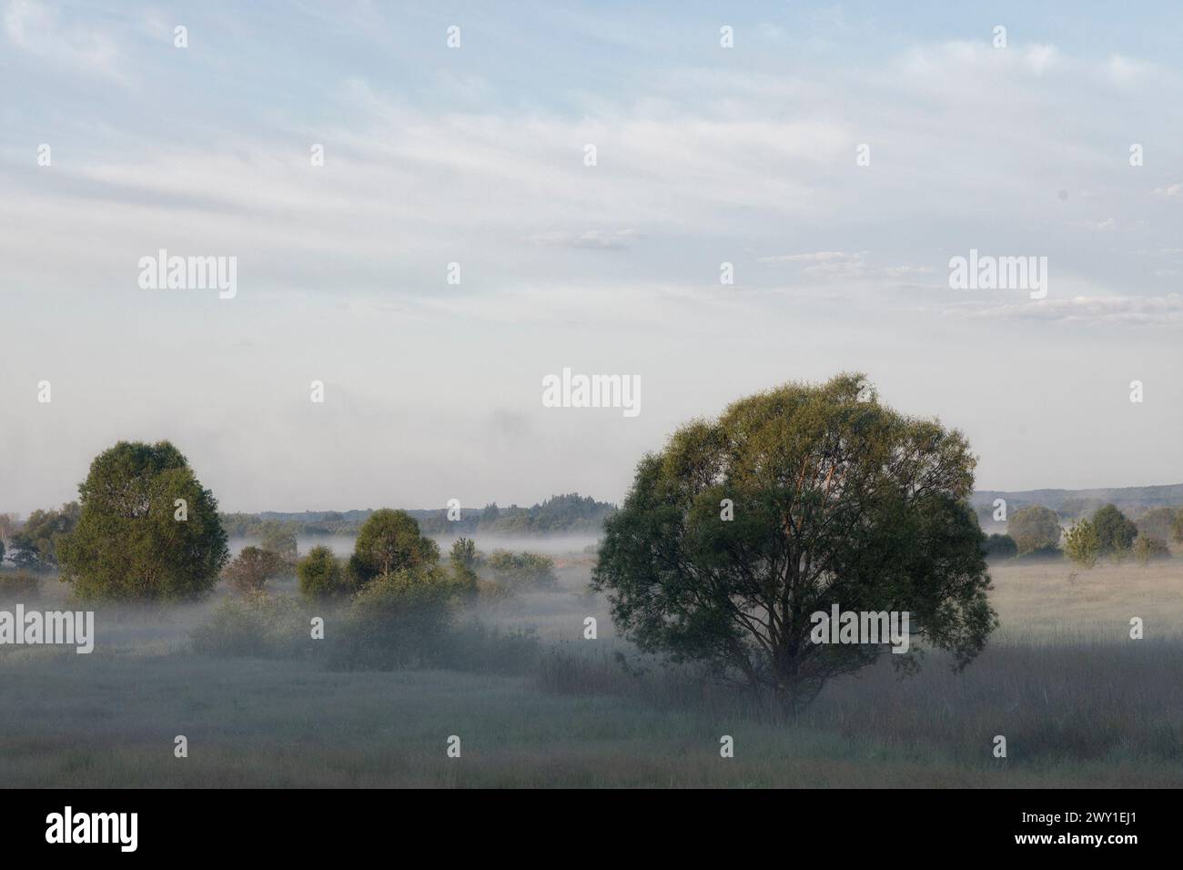 Wunderschöne Sommerlandschaft mit dem Nebel beleuchtet mit einem Sonnenaufgang Stockfoto