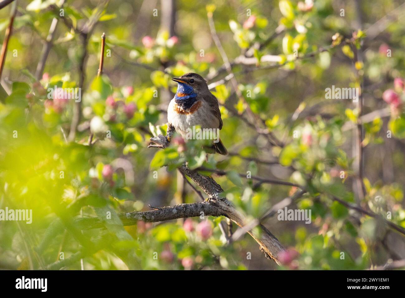 Bluethroat, luscinia svecica. Ein Vogel singt, während er auf einem Zweig eines blühenden Apfelbaums sitzt Stockfoto