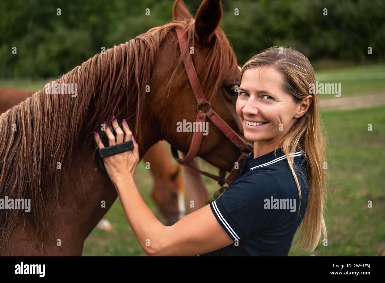 Junge Frau putzt braunes Pferd mit Bürste, den Kopf neben dem Tier Stockfoto