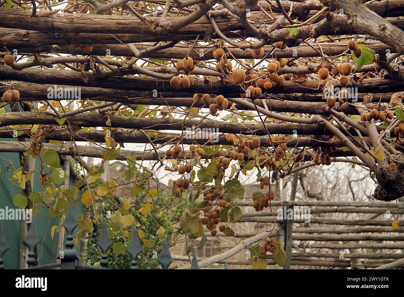 Kiwifrucht wächst in Meta, Italien Stockfoto