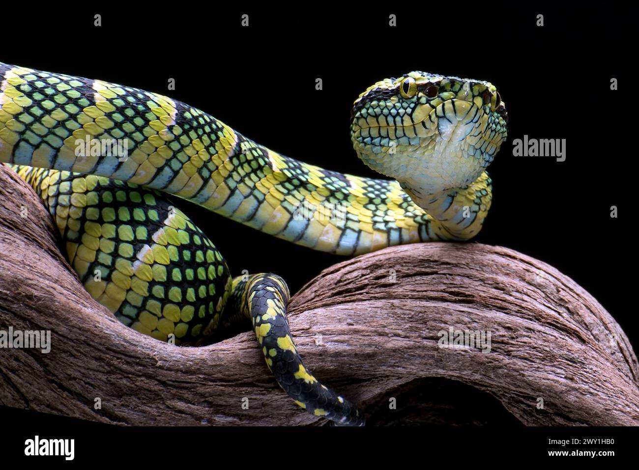 Hundezahnkatzenschlange in Angriffsposition Stockfoto