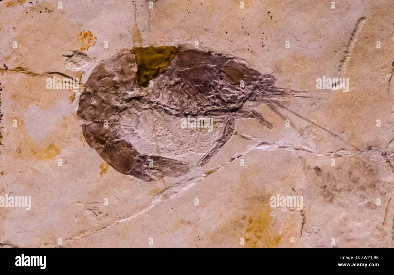 Ein Fischskelett auf einem Felsen in einer Museumsausstellung in Mailand, Italien. Stockfoto