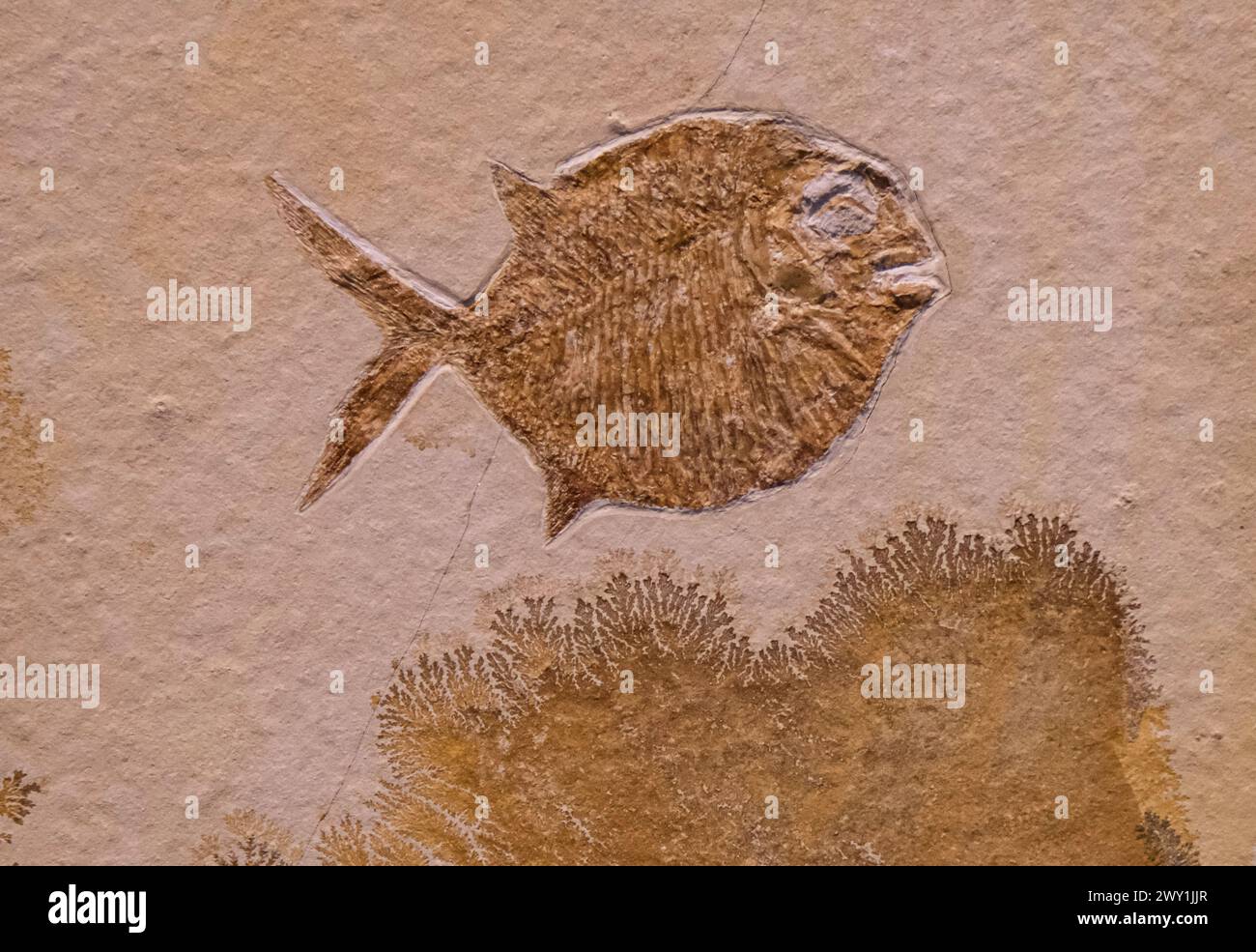 Ein Fischskelett auf einem Felsen in einer Museumsausstellung in Mailand, Italien. Stockfoto