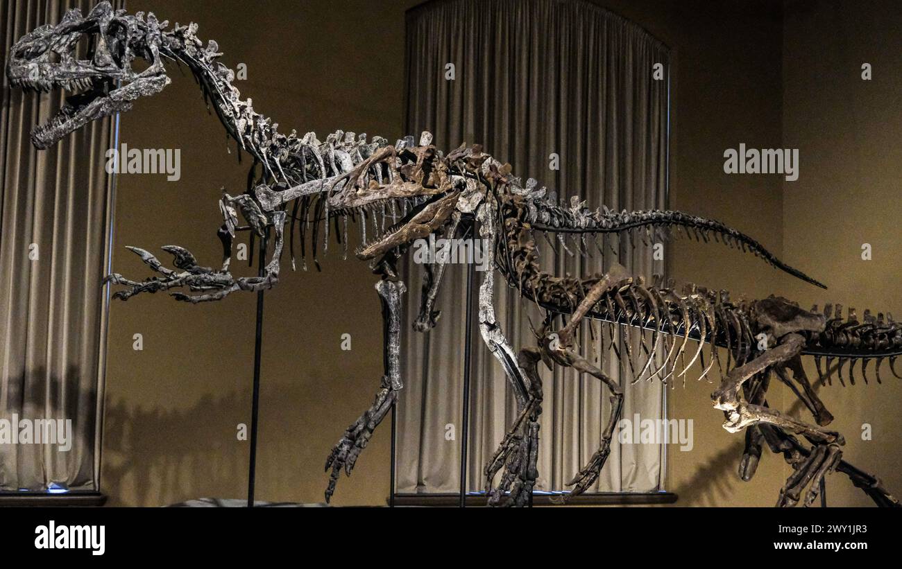Ein Dinosaurierskelett in einer Museumsausstellung in Mailand, Italien. Stockfoto