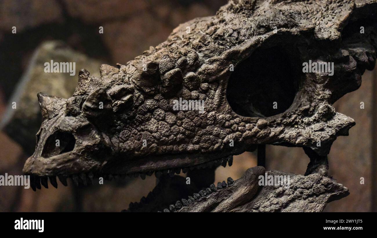 Ein Dinosaurierskelett in einer Museumsausstellung in Mailand, Italien. Stockfoto