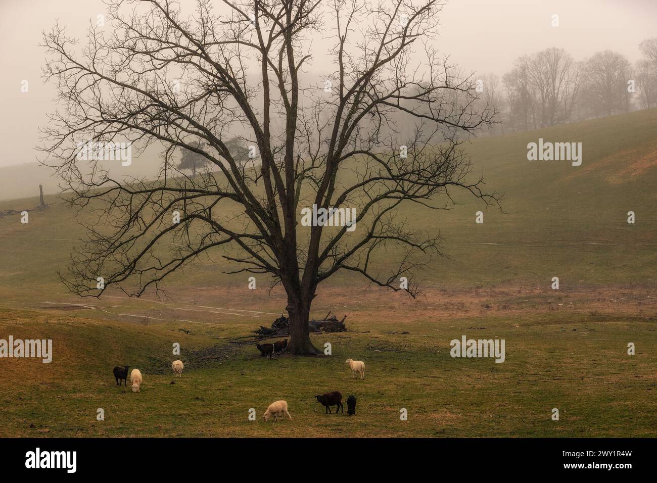 Schafe grasen auf einer Weide unter einer Eiche bei regnerischem Wetter in dieser ländlichen Landschaft Virginias. Stockfoto