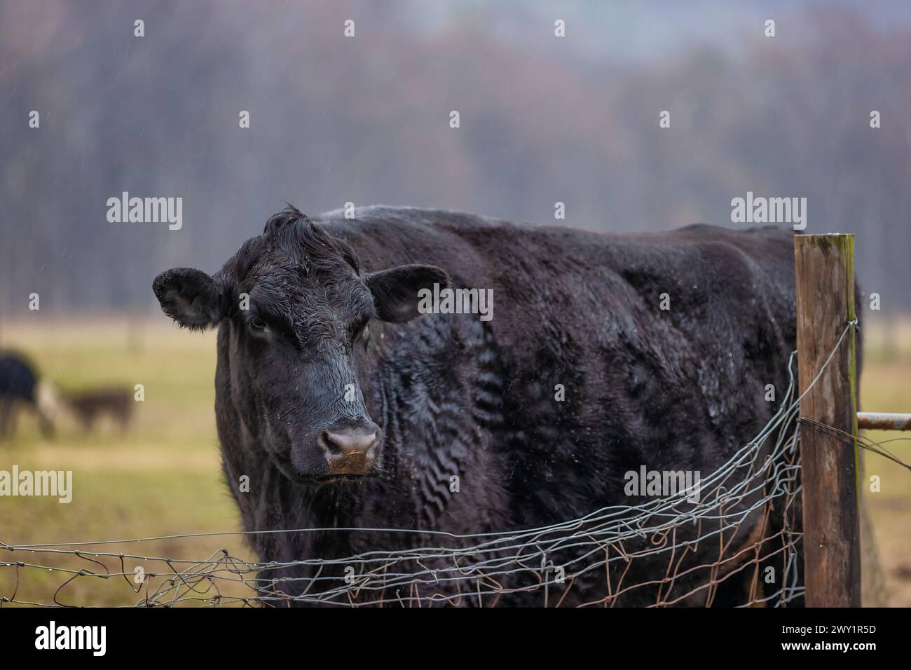 Nahaufnahme eines angus-Steers, auf einer eingezäunten Weide im ländlichen Virginia nahe Stokesville. Stockfoto