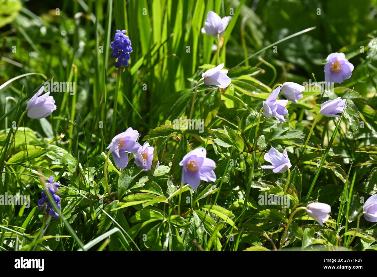 Blassblaue Frühlingsblumen von Holzanemone, Anemone nemorosa Robinsoniana und Traubenhyazinthe Muscari in Gras naturalisiert, UK Garden March Stockfoto