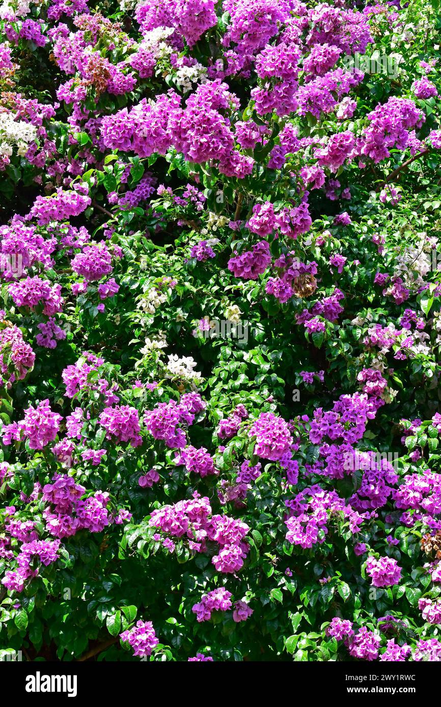 Blühende Bougainvillea (Bougainvillea glabra) in Ribeirao Preto, Sao Paulo, Brasilien Stockfoto