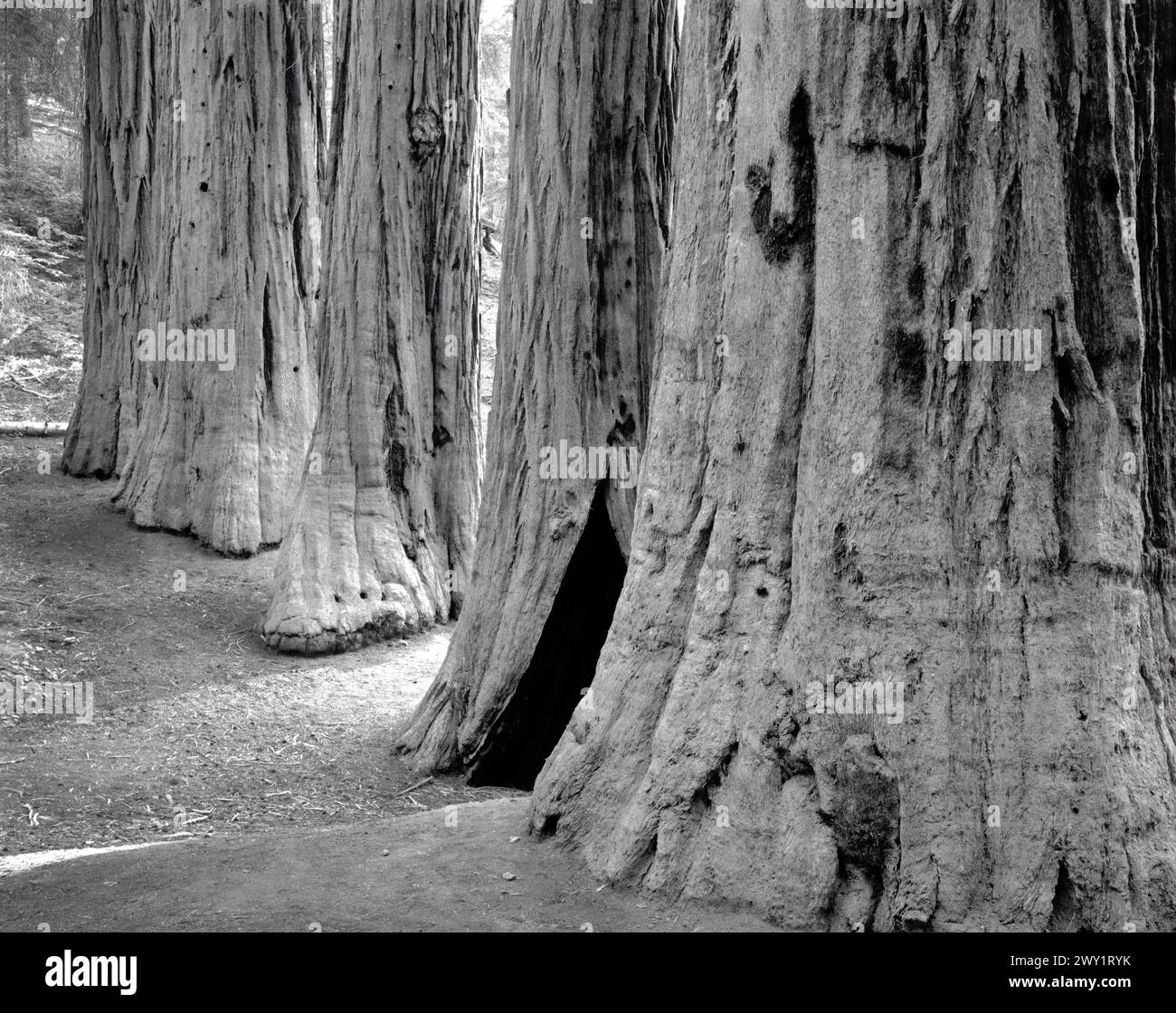 BW01235-00..... Kalifornien: Riesenmammutbäume (Sequoiadendron giganteum) im Merced Grove des Yosemite National Park. Stockfoto