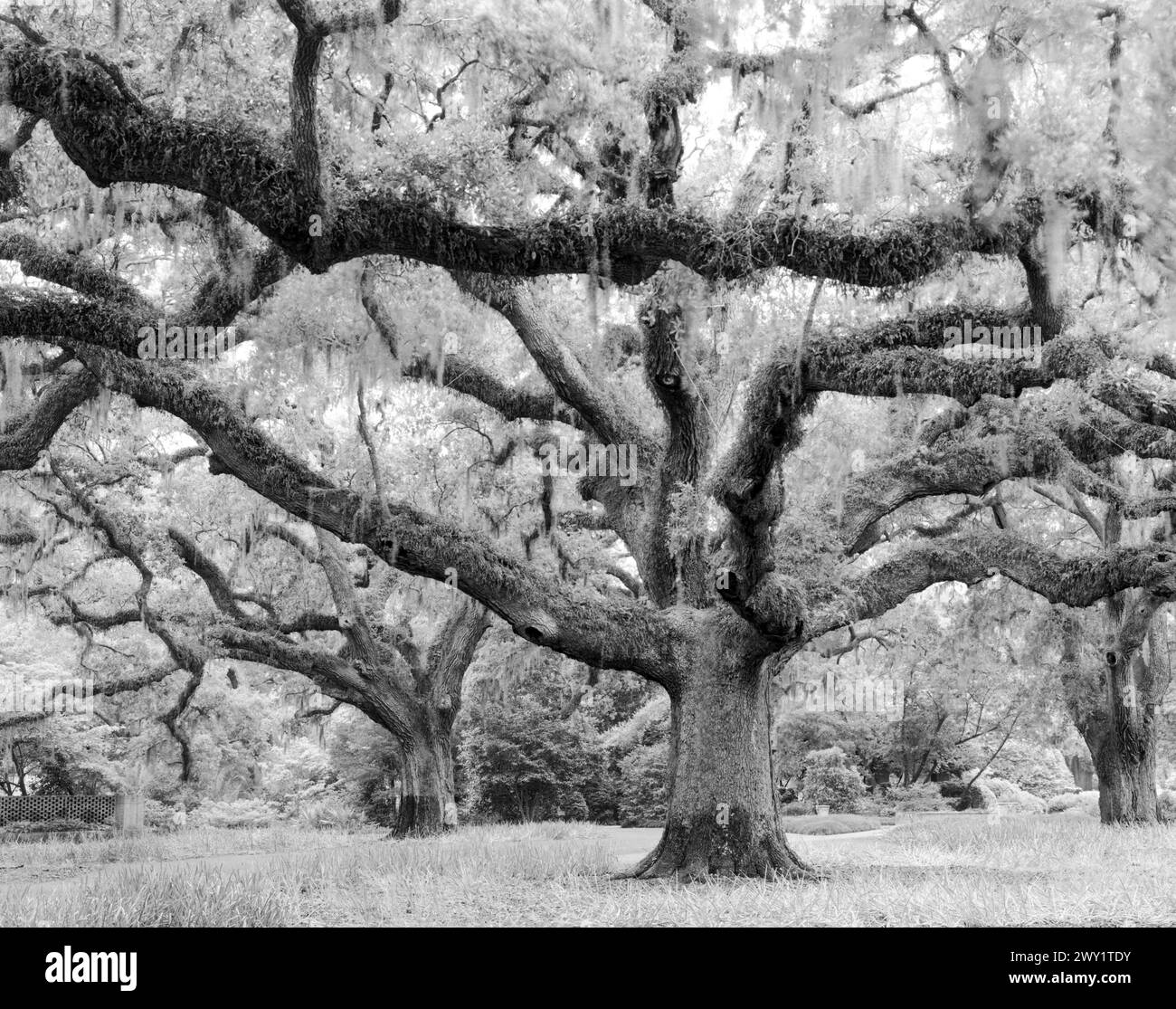 BW01676-00..... SOUTH CAROLINA - Live Oak Allee, Brookgreen Gardens, Murrells Inlet. Südliche lebende Eichen (Quercus virginiana). Stockfoto