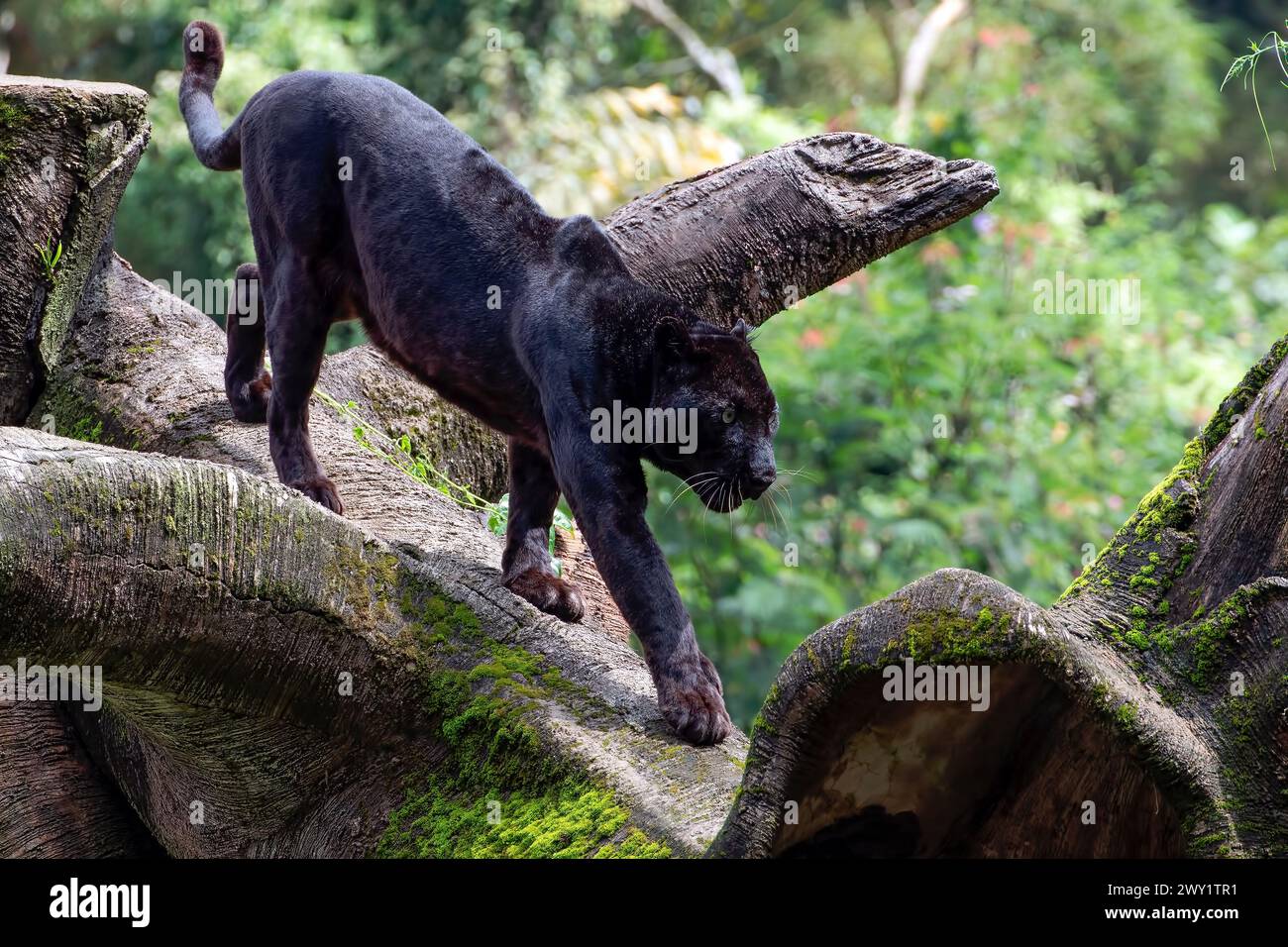 traumdeutung-schwarzer-panther-bei-t-mich-qkda