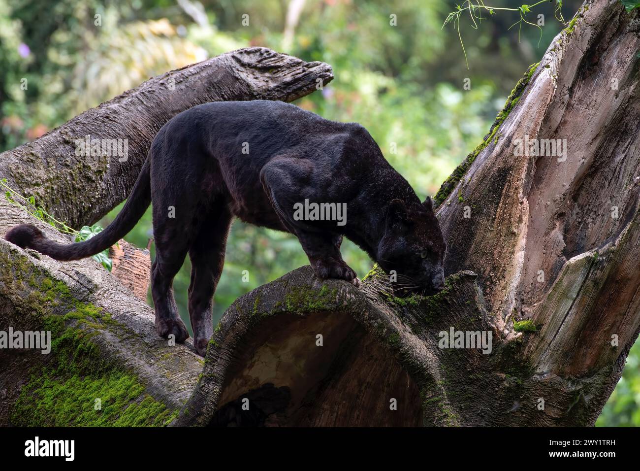 Schwarzer Panther, der auf dem großen Baumstamm läuft Stockfoto