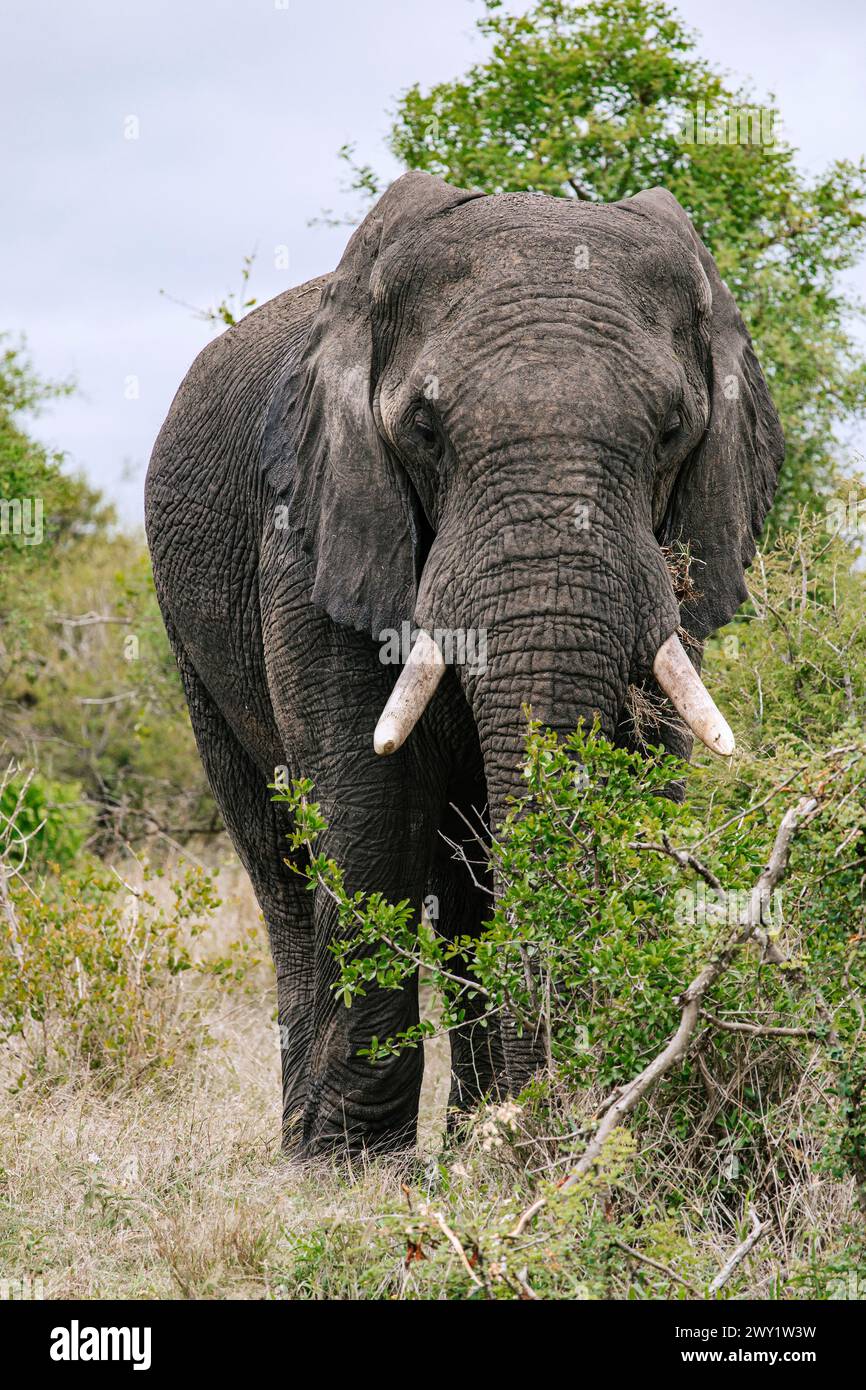 Großer afrikanischer Elefant in voller Länge in Savanne, Vorderansicht aus nächster Nähe. Safari im Kruger-Nationalpark, Südafrika. Reserve zur Erhaltung von Tierpops Stockfoto