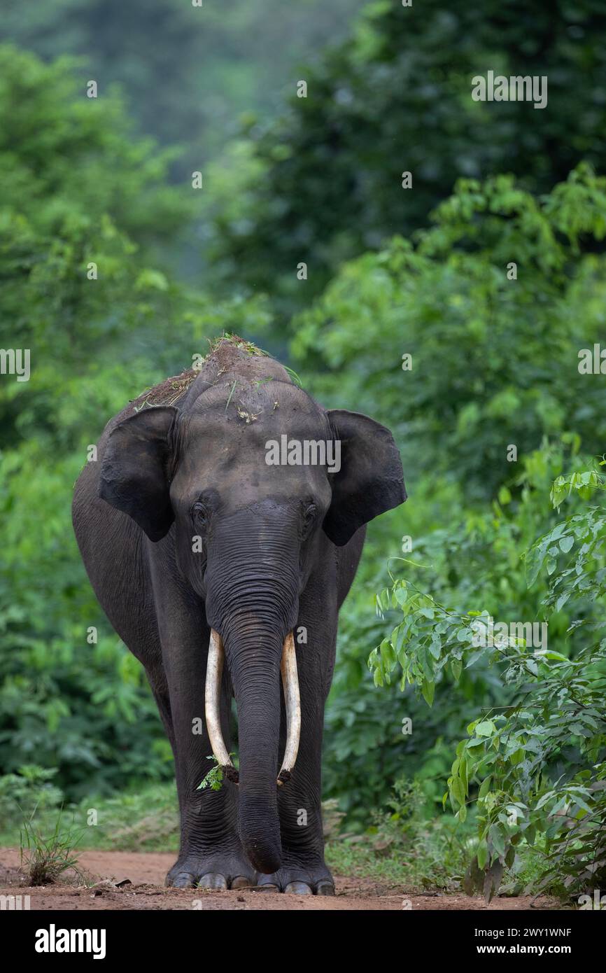 Ein männlicher asiatischer Elefant im Nagarhole-Nationalpark, Indien Stockfoto