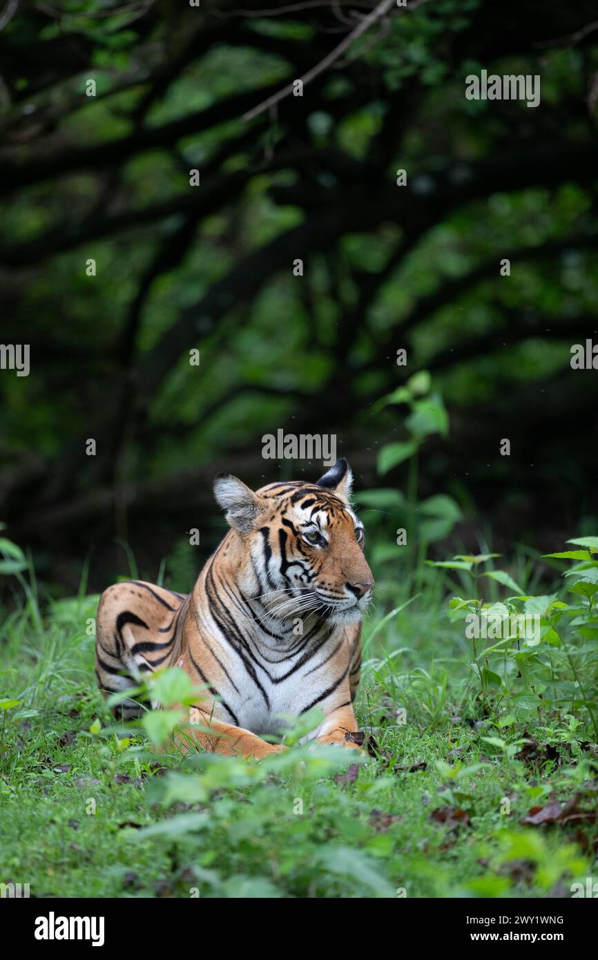 Eine Tigerin im Nagarhole-Nationalpark, Indien Stockfoto