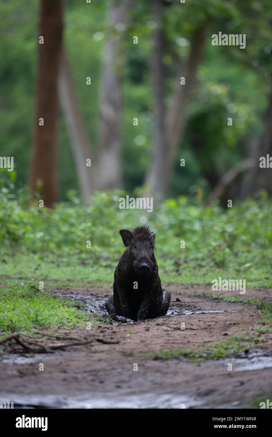 Ein indischer Wildschwein, der in einer Schlammpfütze im Nagarhole-Nationalpark sitzt Stockfoto