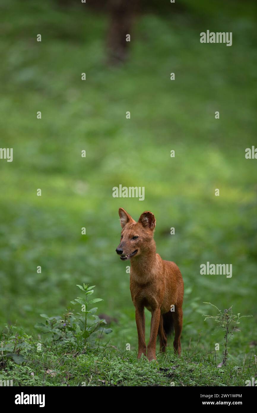 Ein Dhole oder asiatischer Wildhund im Nagarhole National Park, Indien Stockfoto