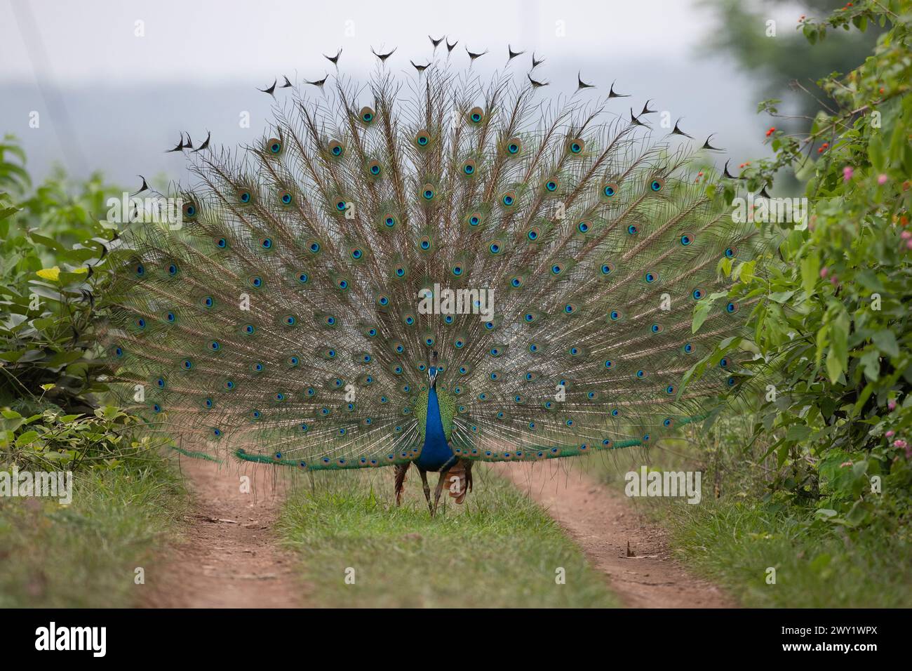 Ein India Peacock zeigt seinen Zug im Nagarhole National Park, Indien Stockfoto