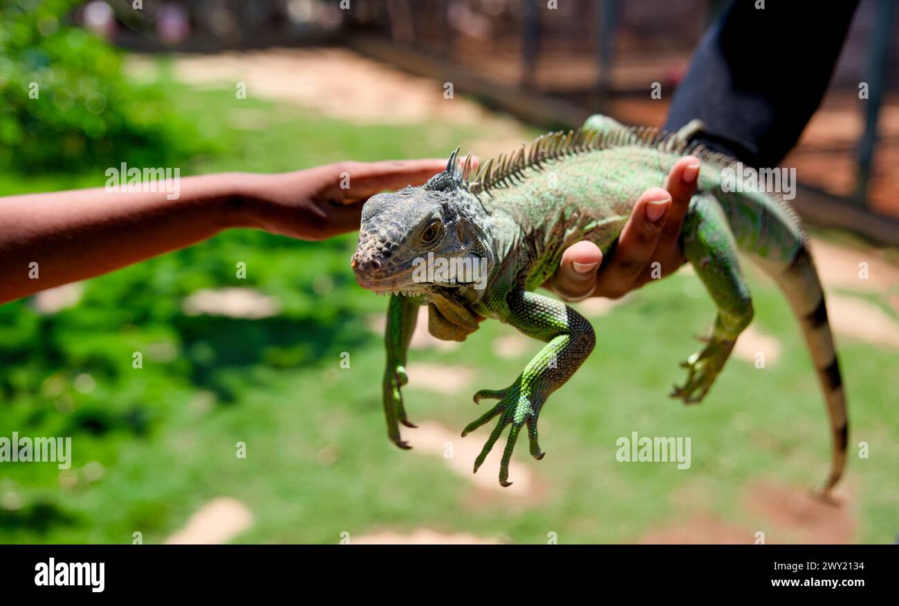 Ein Nahfoto eines grünen Leguans, der bequem auf der Hand eines Mannes sitzt. Stockfoto