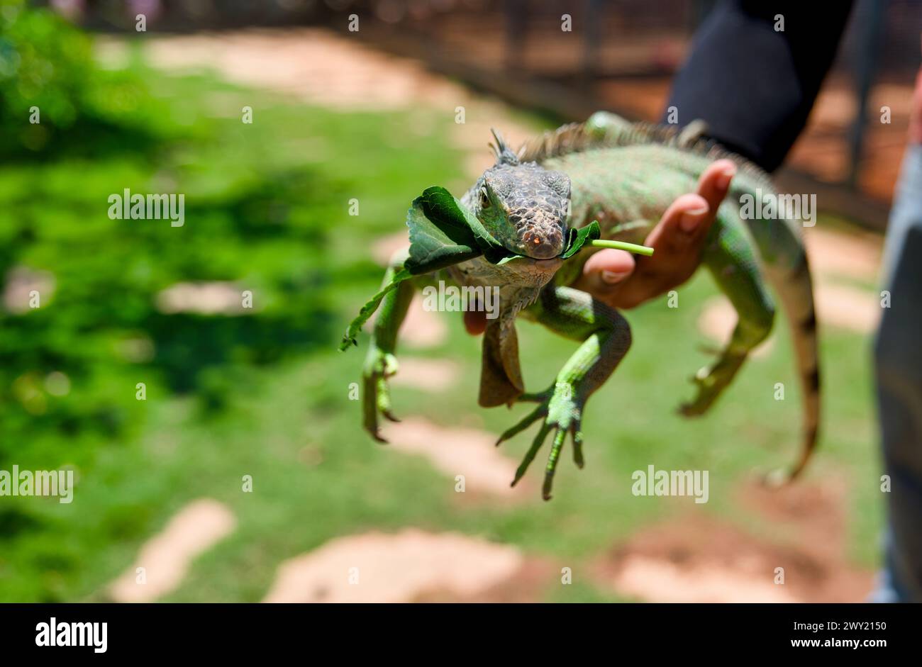 Ein Nahfoto eines hellgrünen Leguans, der zufrieden auf der Hand eines Mannes thront und einen frischen, belaubten Leckerbissen genießt Stockfoto