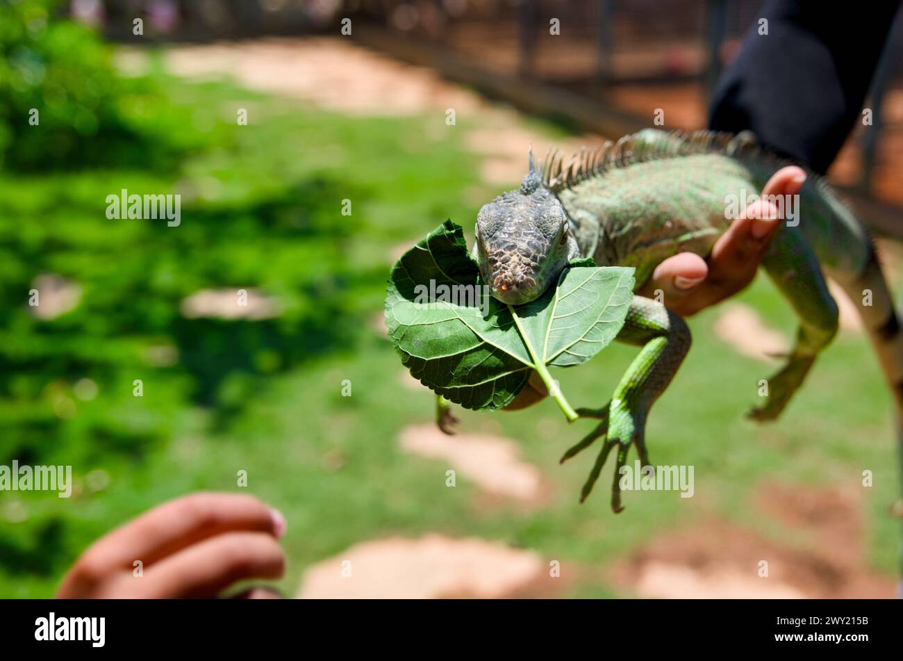 Ein Nahaufnahme-Foto eines grünen Leguans, der bequem auf der Hand einer Person sitzt und an einem frischen grünen Blatt knabbert. Stockfoto