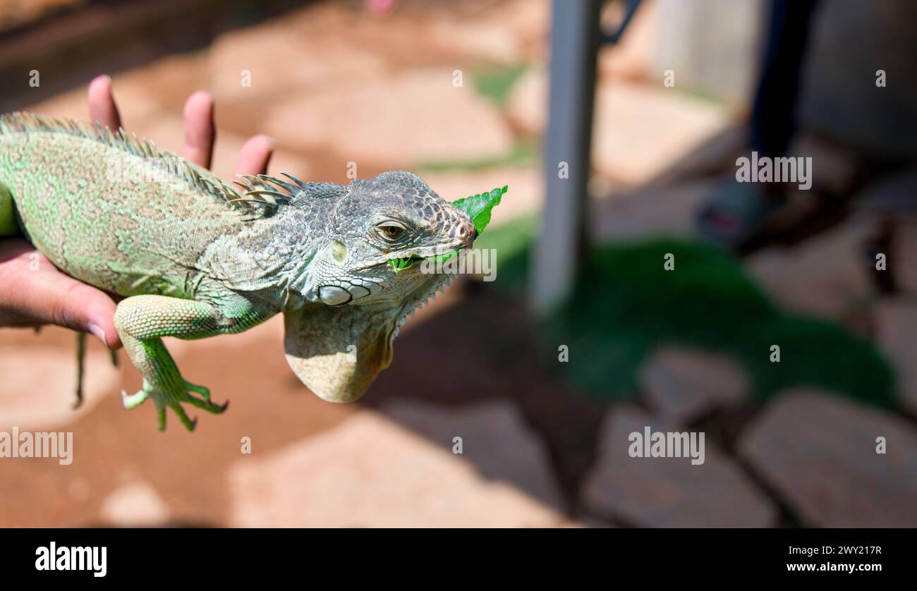 Dieses Bild zeigt Iguana an der Hand eines Mannes und isst Blatt Stockfoto