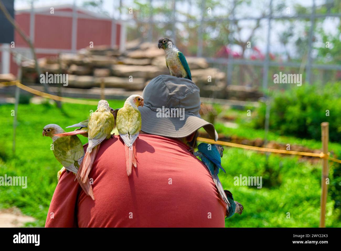 Ein farbenfroher Papagei mit hellen Federn sitzt auf dem Hut eines Mannes, während er einen Tag im Park genießt. Stockfoto