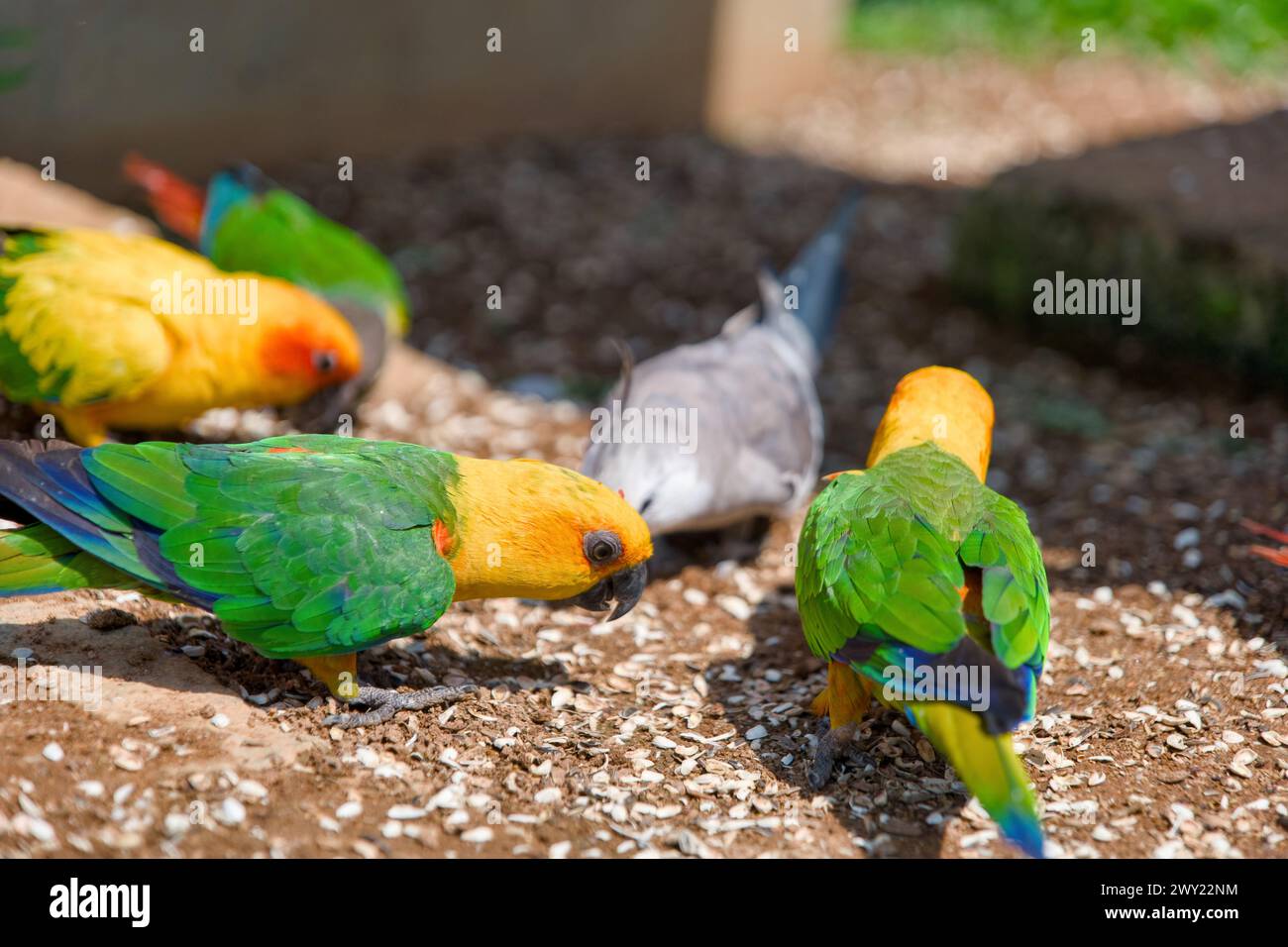 Eine lebhafte Szene mit bunten Papageien, die eine köstliche Mahlzeit auf dem Boden genießen. Stockfoto