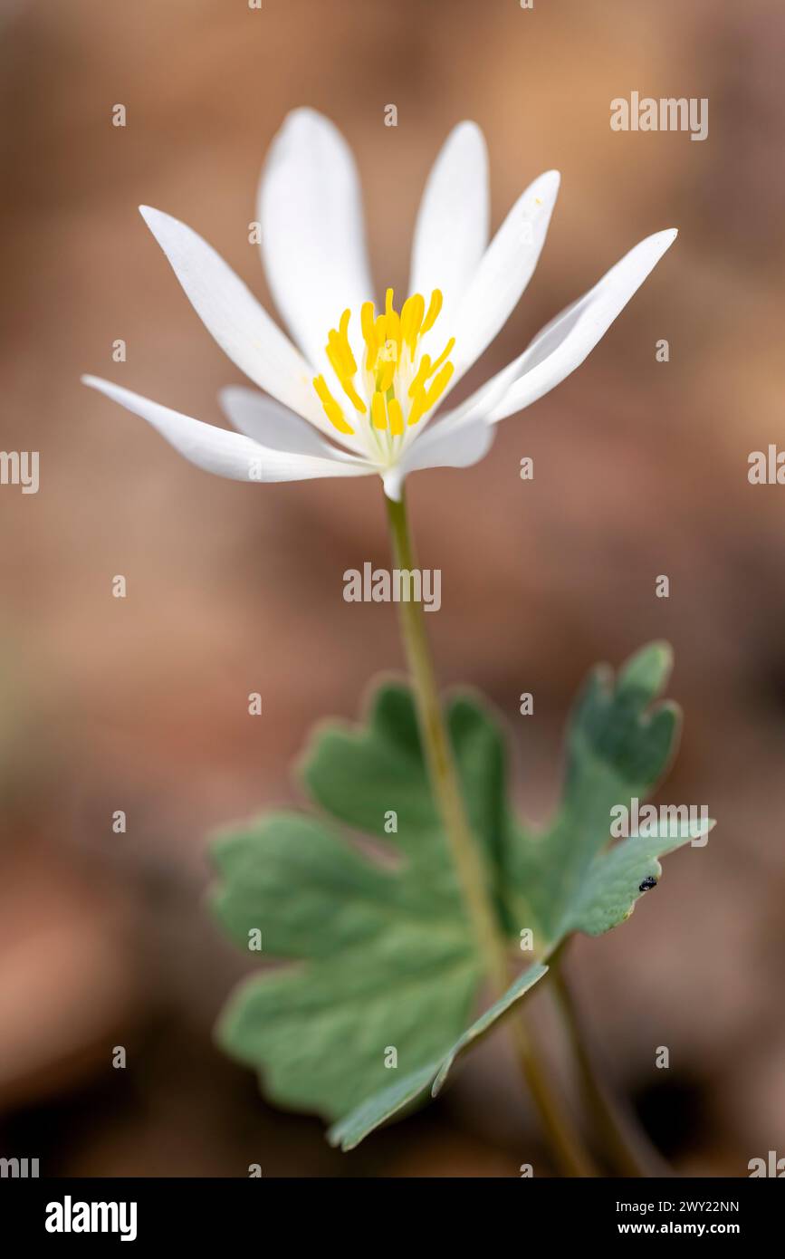 Bloodroot Blume (Sanguinaria canadensis) - Pisgah National Forest, Brevard, North Carolina, USA [flache Tiefe des Feldes] Stockfoto