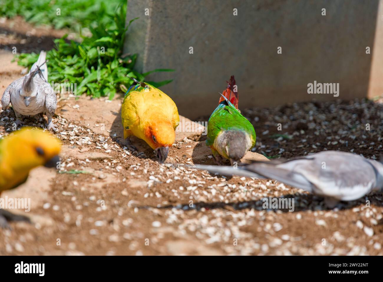 Eine lebhafte Szene mit bunten Papageien, die eine köstliche Mahlzeit auf dem Boden genießen. Stockfoto