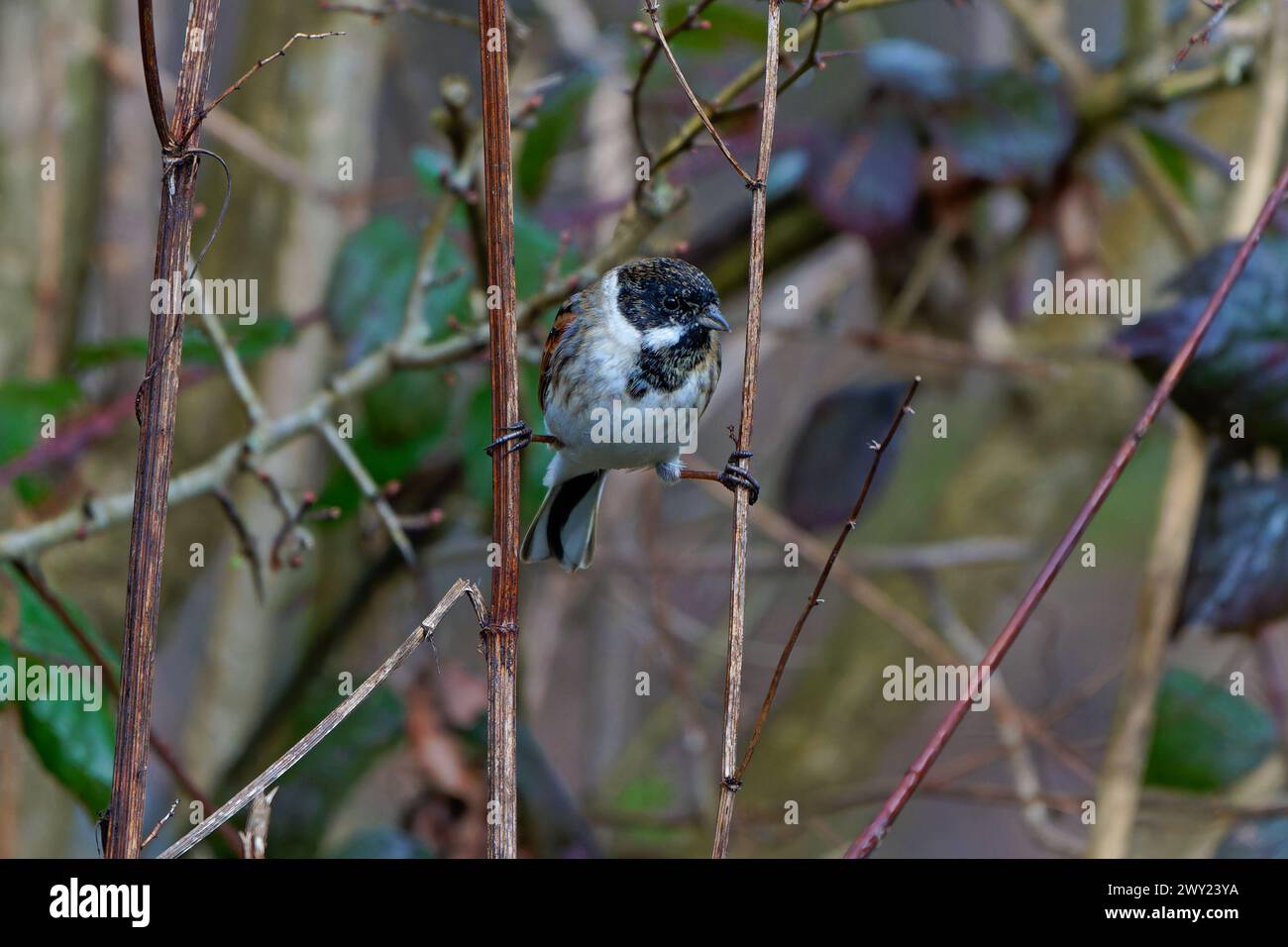 Reed Bunting-Emberiza schoeniclus. Winter, Großbritannien Stockfoto