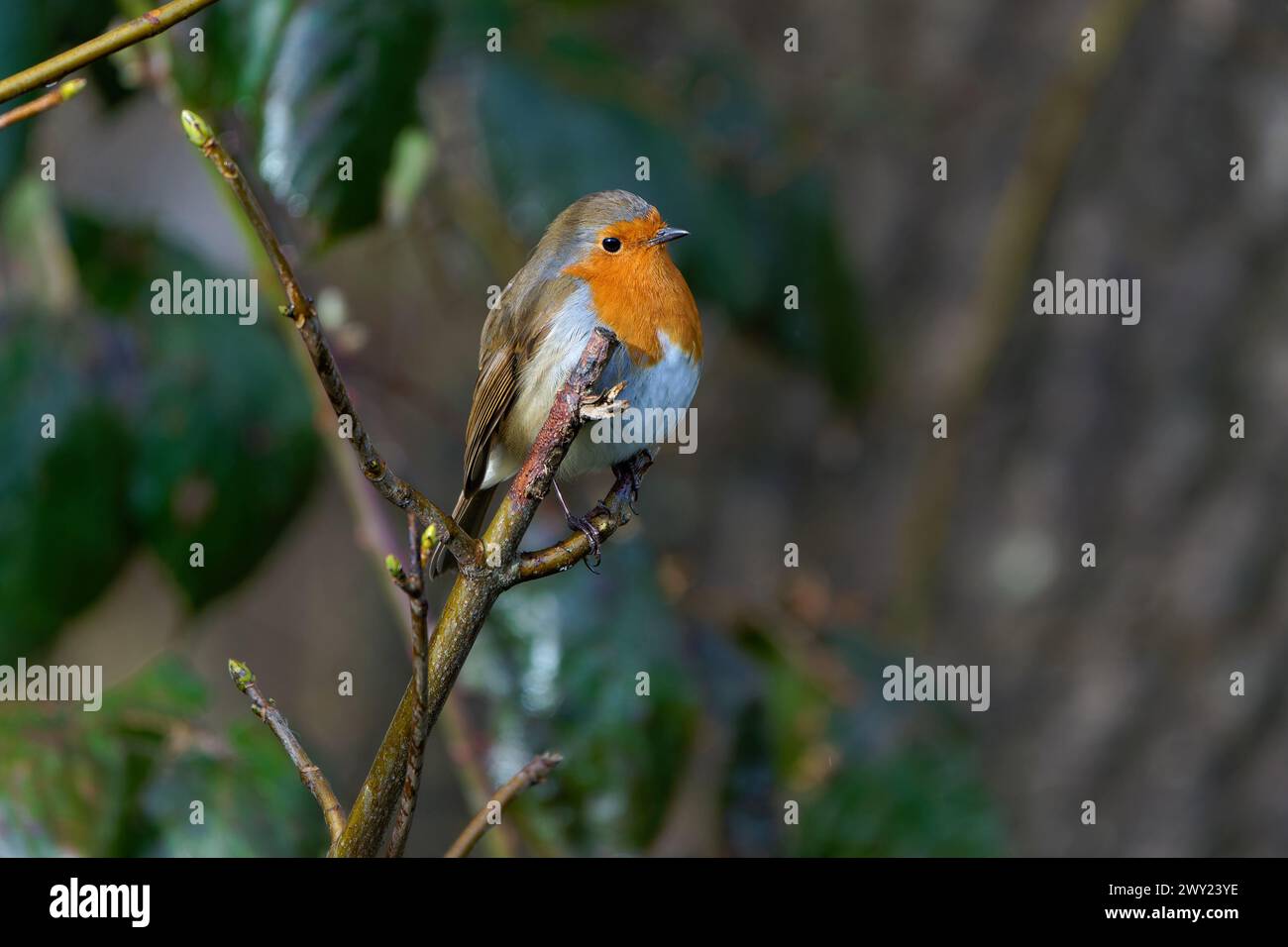 Robin-Erithacus Rubecula. Stockfoto